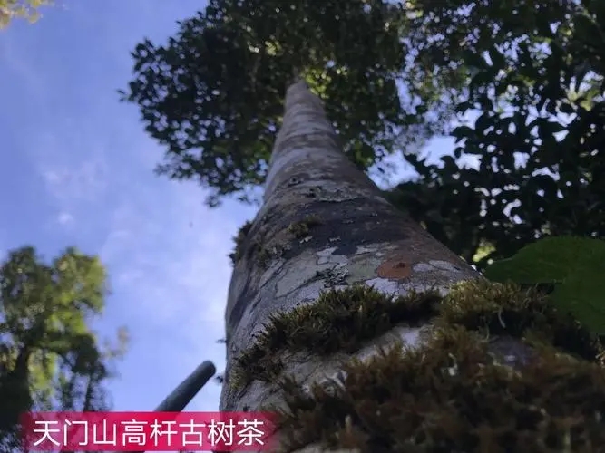 2022年天門山古樹春茶特點(diǎn)？