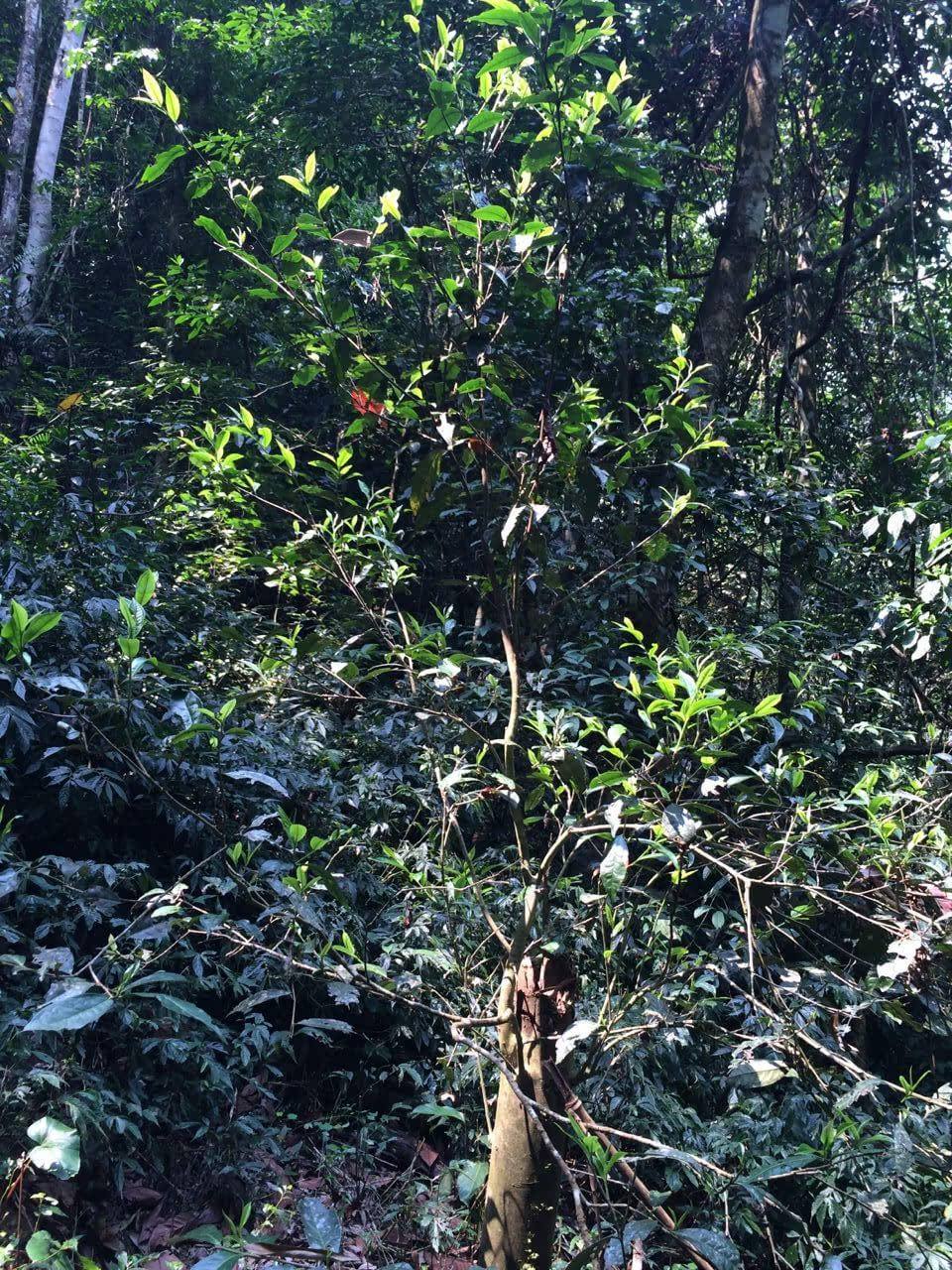 2022年高山寨古樹春茶多少錢一公斤？