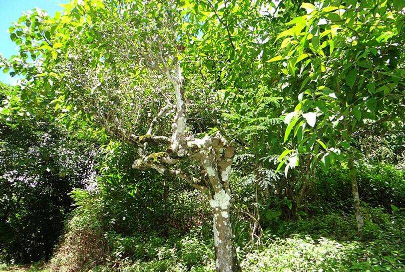 2022年大黑樹林古樹春茶價(jià)格？