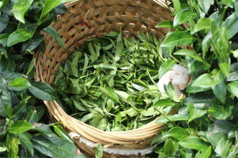 2022年曼松古樹春茶價(jià)格？