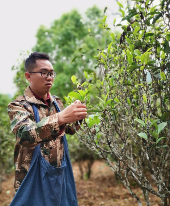 普洱茶非遺傳承人陳財，一鍋茶炒出10萬元