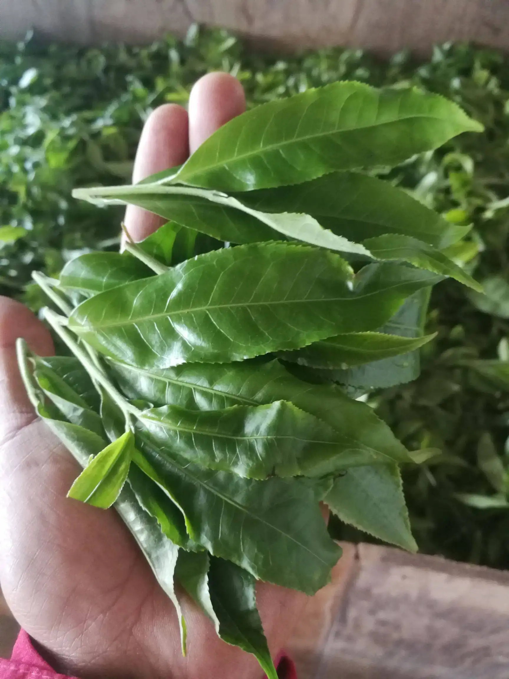 2022年易武曼秀古樹春茶價格？