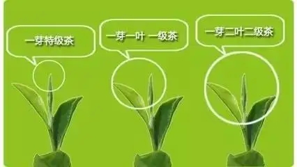 普洱茶如何分級？