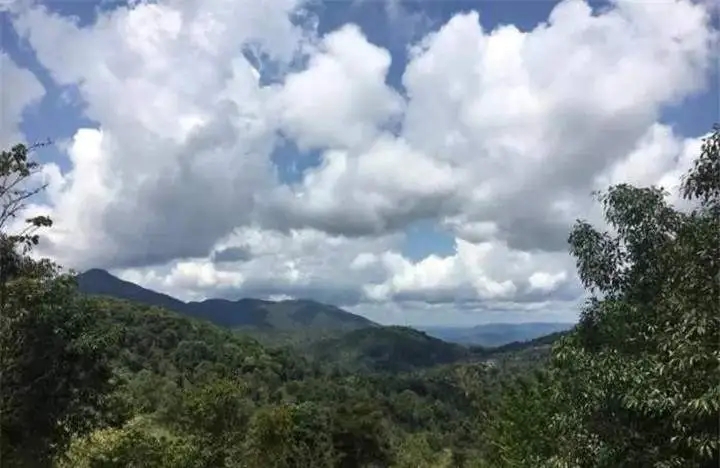 喝普洱茶的人為什么喜歡追山頭？無(wú)非就是這幾個(gè)原因