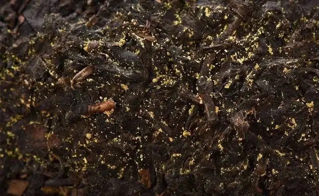 普洱茶的金花怎么鑒別？