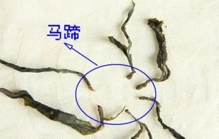 馬蹄竟然還能喝？普洱茶里的馬蹄你有了解過嗎？