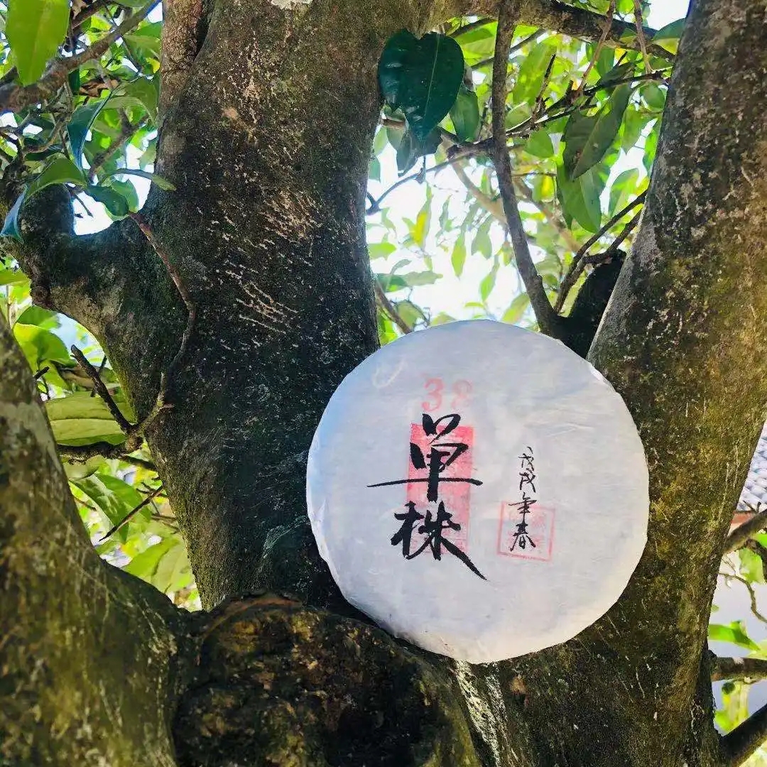 普洱茶單株是什么，好在哪里？