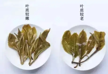 生普？熟普？如何挑選一款普洱茶？
