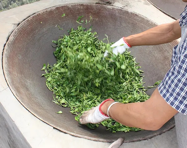 “殺青”是如何影響普洱茶品質(zhì)的？