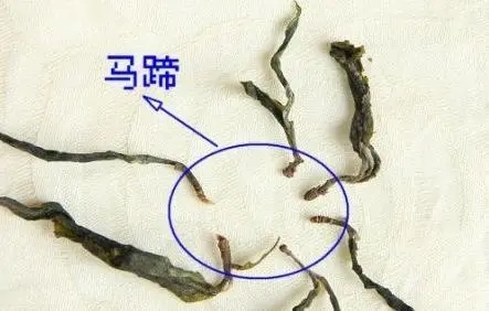 馬蹄竟然還能喝？普洱茶里的馬蹄你有了解過(guò)嗎？