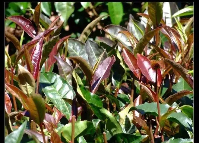 紫芽普洱茶真的都很珍貴嗎？這篇文章說到你心坎上了