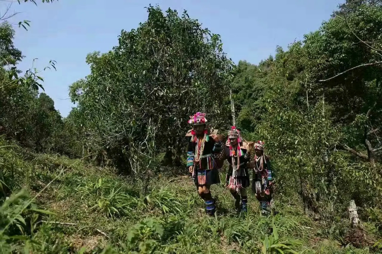 【好茶知味】南糯山石頭老寨拔瑪古樹(shù)：醇柔之質(zhì)，綿遠(yuǎn)之韻