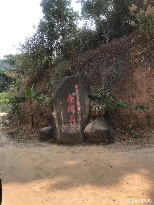 古茶第一村”，你見(jiàn)過(guò)這樣的茶樹(shù)嗎？