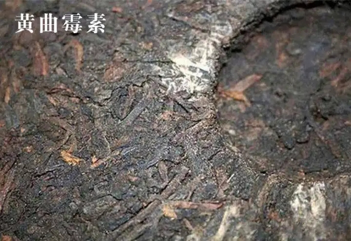 普洱茶有黃曲霉毒素，喝了會(huì)致癌？不黑不吹，咱用事實(shí)說(shuō)話