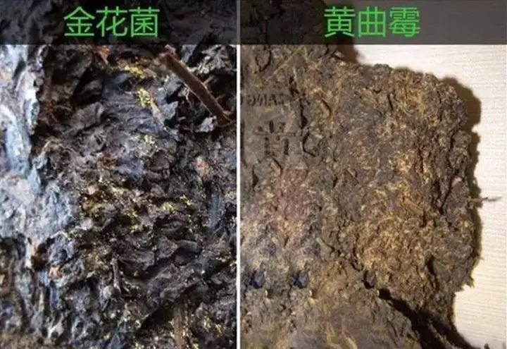 從普洱茶致癌論說(shuō)開(kāi)，再談普洱茶與黃曲霉毒素的關(guān)系。
