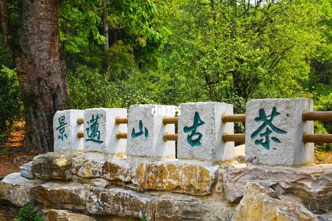普洱茶的年份：新茶、老茶、中期茶、印級茶、古董茶
