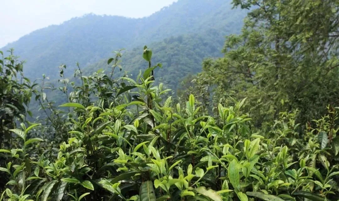古樹(shù)茶的價(jià)值和意義在哪里？