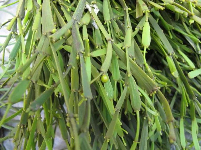 普洱茶中的“螃蟹腳”，到底是什么？如何辨別？