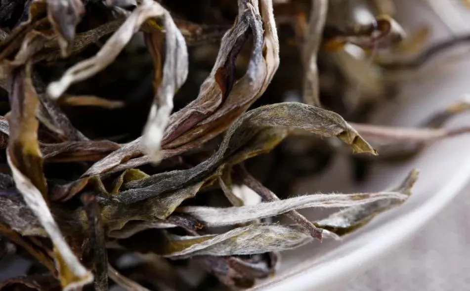 普洱茶樹生長的海拔越高，品質(zhì)就越好嗎？