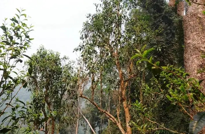 易武白茶園 | 量少珍稀古樹(shù)茶、易武茶中的佼佼者~香揚(yáng)水柔有內(nèi)質(zhì)