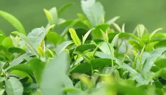 一山一味，帶您解析普洱山頭茶的密碼究竟是什么？