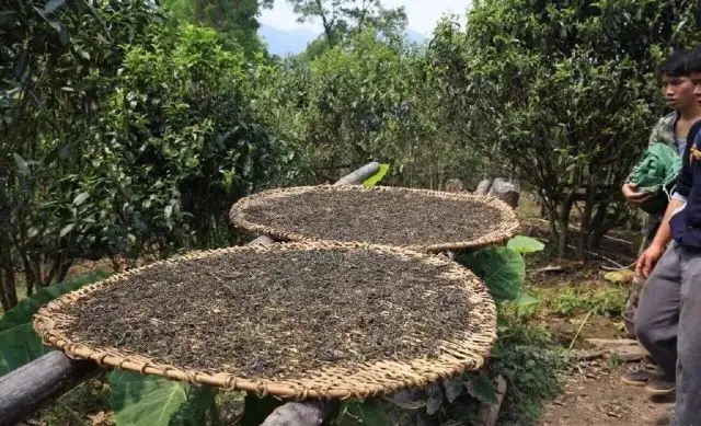 顛覆認知！普洱茶的傳統(tǒng)工藝究竟是什么？