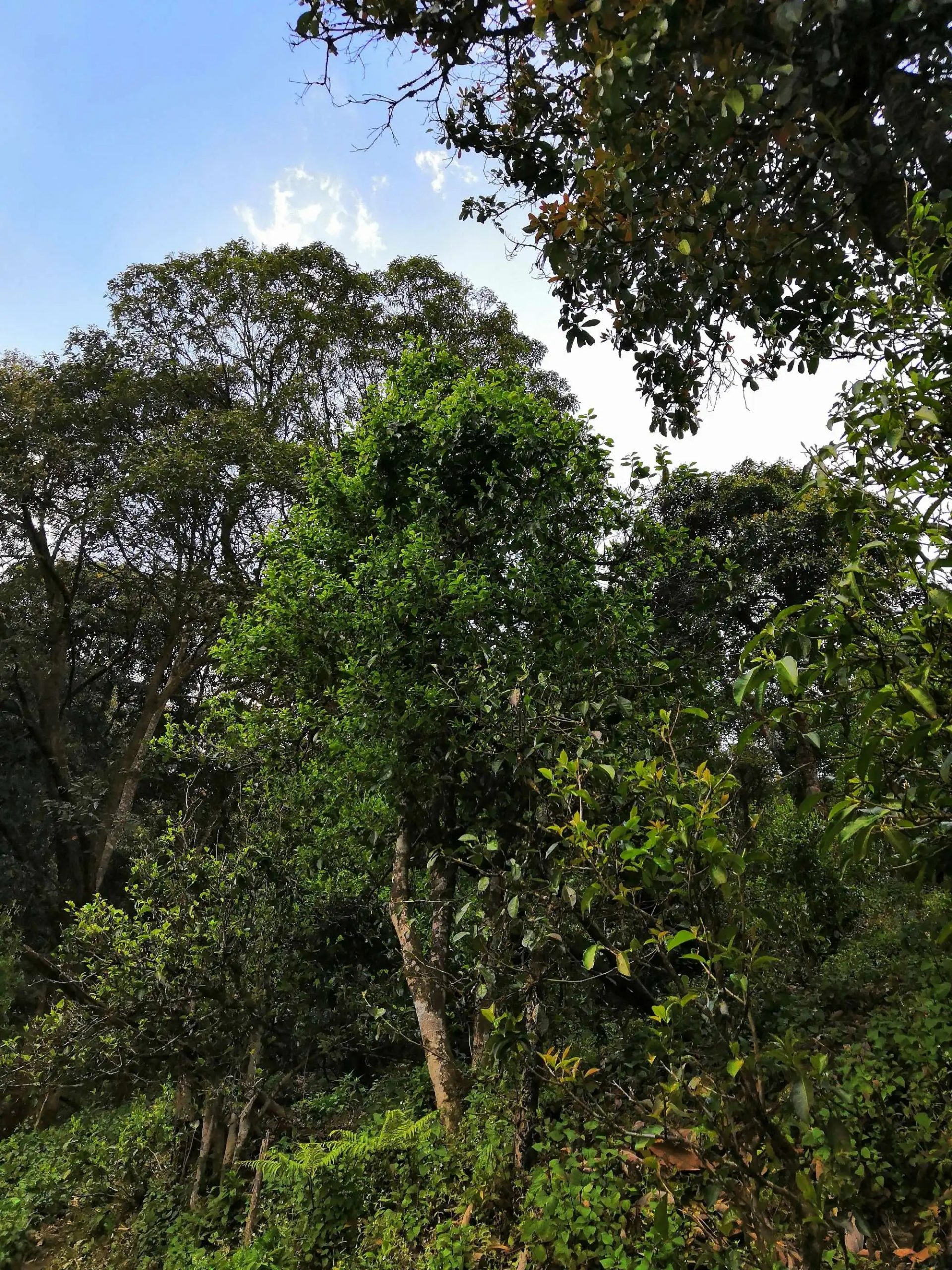 古樹茶的市場，未來該如何發(fā)展？