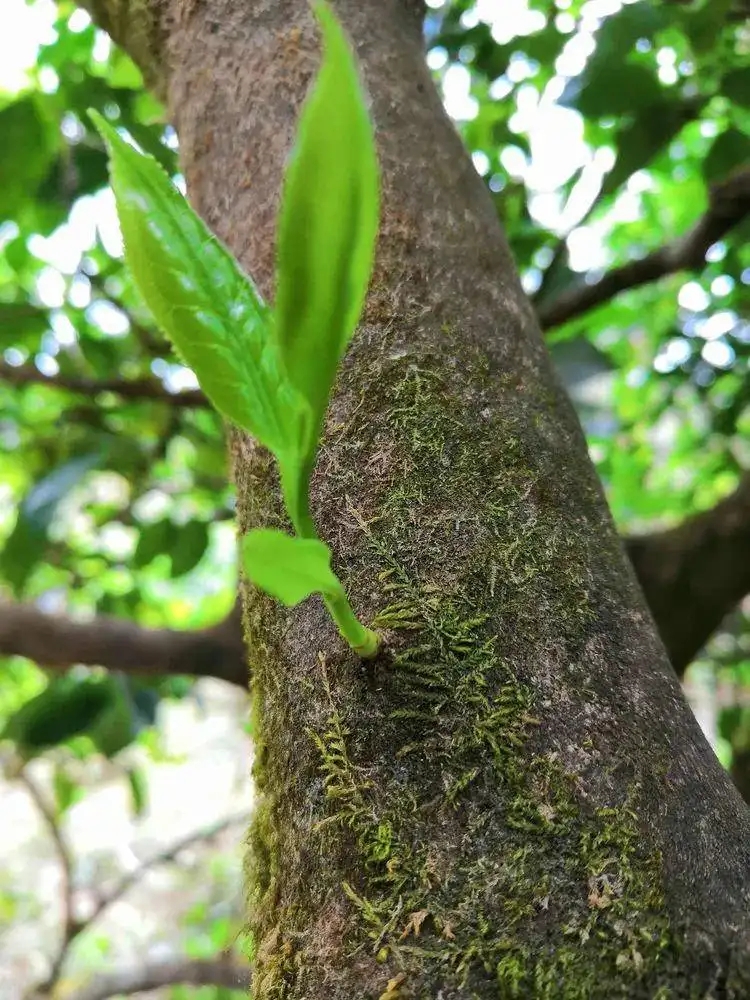 關于古樹茶的兩個問題解答丨知識