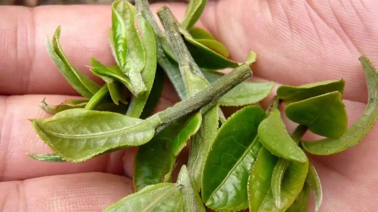 云南大葉種曬青毛茶，是什么茶？