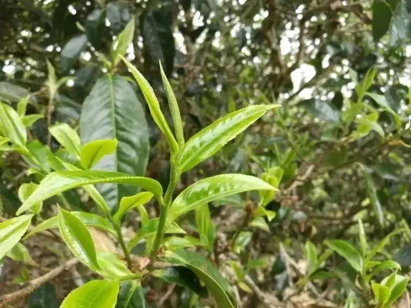 云南大葉種才算真正的普洱茶？那你真的錯(cuò)了！