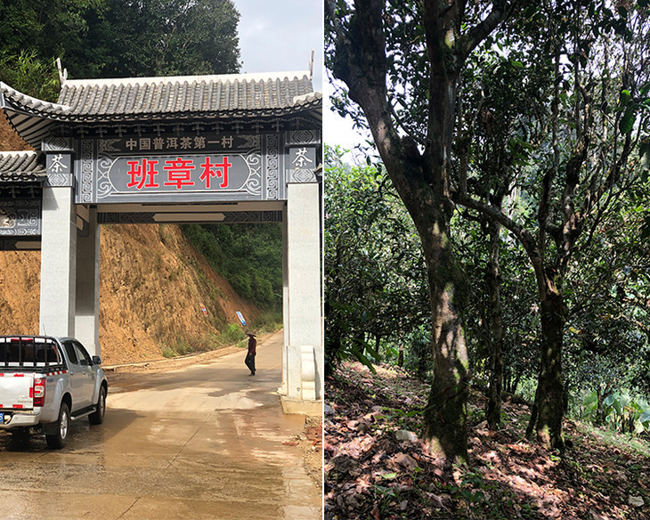 2023年新班章古樹春茶品質(zhì)怎么樣？