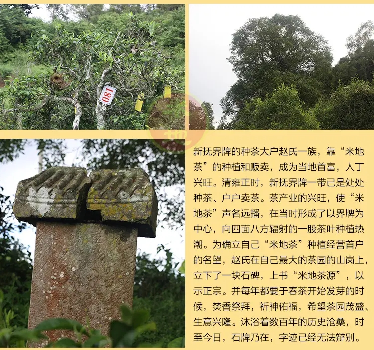 2023迷帝古樹春茶品質(zhì)如何？