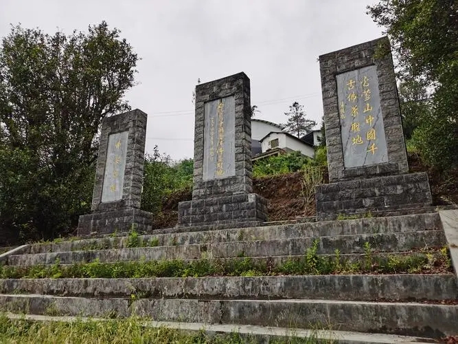 2023年白鶯山古樹春茶品質(zhì)如何？