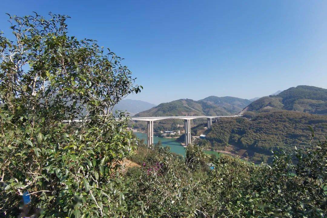 2023年邦東古樹春茶口感怎么樣？