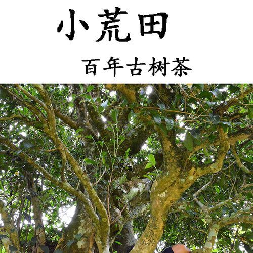 2023年勐庫(kù)小荒田古樹(shù)春茶特點(diǎn)？