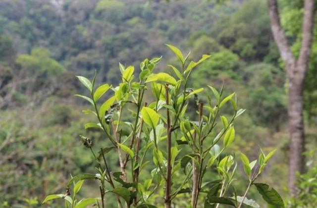 2023年勐庫(kù)那蕉古樹(shù)春茶品質(zhì)如何？