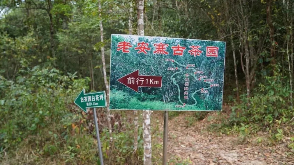 2023年普洱老安寨古樹春茶特點(diǎn)是什么？