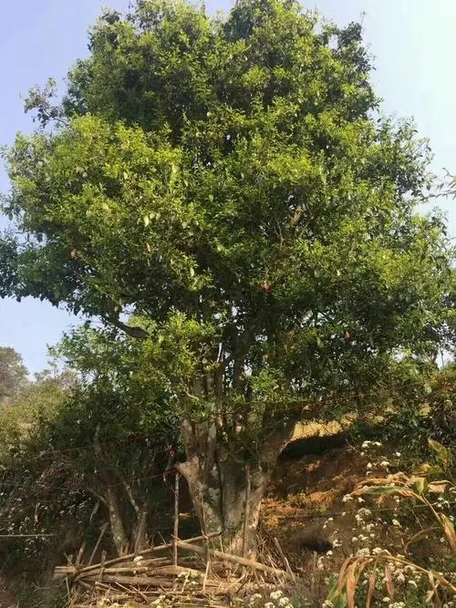 2023年千家寨古樹春茶特點(diǎn)是什么？