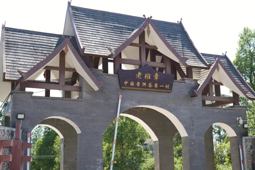 2024年老班章古樹(shù)春茶價(jià)格是多少？