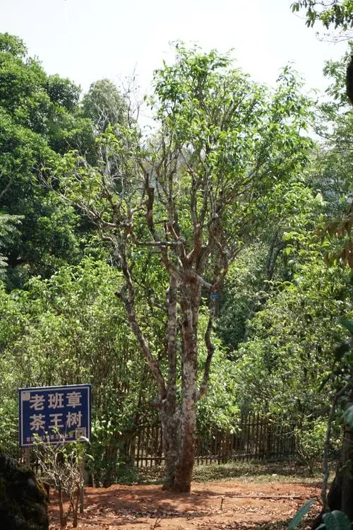 2024年老班章古樹(shù)春茶特點(diǎn)是什么？
