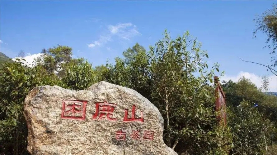 2024年困鹿山古樹(shù)春茶特點(diǎn)是什么？