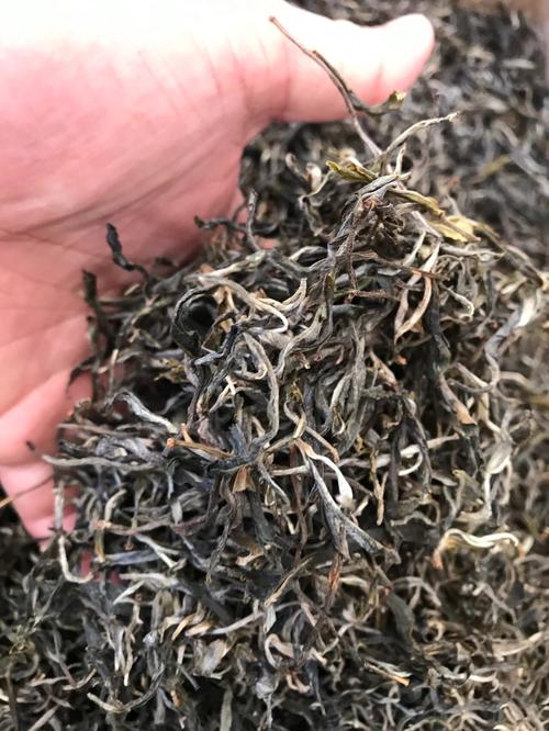 倚邦 | 兩朝貢茶，六山香魁