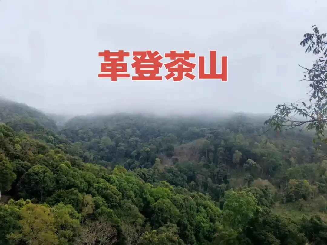 革登普洱茶口感特征